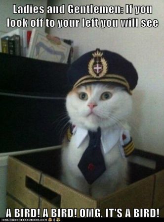 captainkitteh1.png