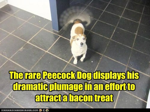 peecockdog.jpg