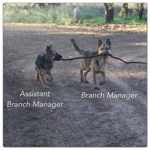 branchemanager.jpg